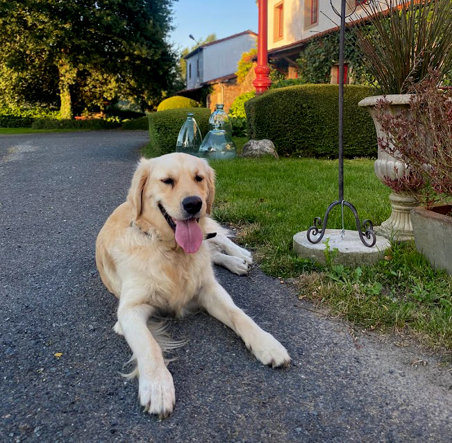 Imagen Mascotas-en-A-A painza